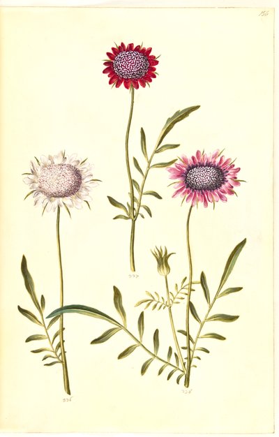 Scabiosa atropurpurea (enkeblomst) od Hans Simon Holtzbecker