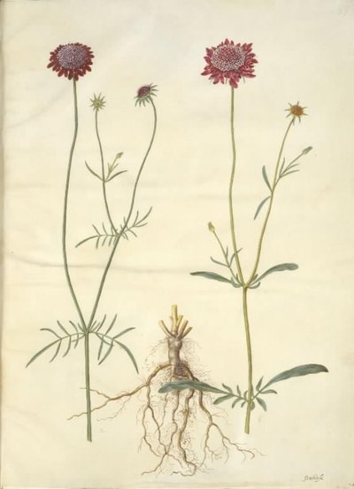 Scabiosa atropurpurea (enkeblomst) od Hans Simon Holtzbecker