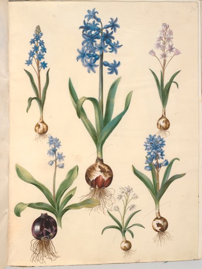 Scilla bifolia (tobladet skilla); orientální hyacint (almindelig hyacint); krásná skilla (himmelblå skilla) od Hans Simon Holtzbecker