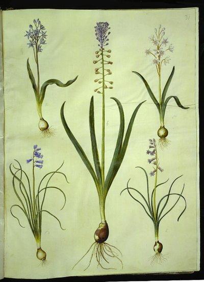 Scilla bifolia (scilla dvoulistá); Muscari comosum (hyacint setmělý); Brimeura amethystina (pyrenejský hyacint) od Hans Simon Holtzbecker