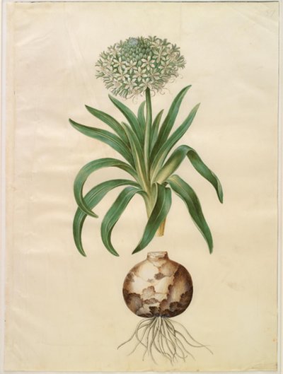Scilla peruviana (scilla obrovská) od Hans Simon Holtzbecker