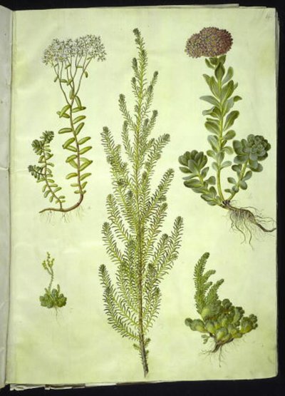 Sedum album (kamenovka bílá); Sedum anacampseros (kamenovka okrouhlolistá); Sedum (skalní bylina); Suaeda vera (husí noha); Sedum rupestre (kamenovník horský) od Hans Simon Holtzbecker