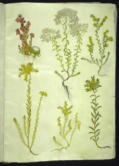 Sempervivum arachnoideum (cibule pavučinová); Sedum album (kamenovka bílá); Sedum acre (kamenovka kousavá); Sedum rupestre (kamenník horský); Sedum sexangulare (kamenovka šestiřadá) od Hans Simon Holtzbecker