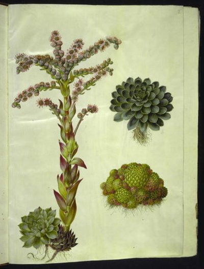 Věčné střechy (almindelig husløg); horské sempervivum (bjerg-husløg) od Hans Simon Holtzbecker