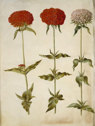 Silene chalcedonica (spalující láska) od Hans Simon Holtzbecker
