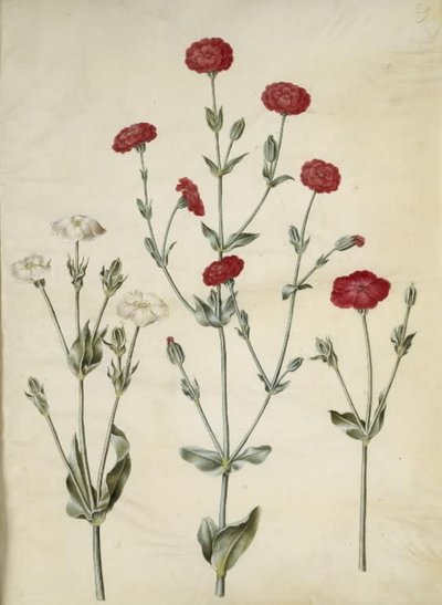 Silene coronaria (korunní ježovka) od Hans Simon Holtzbecker