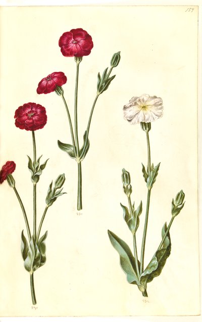 Silene coronaria (korunní ježovka) od Hans Simon Holtzbecker
