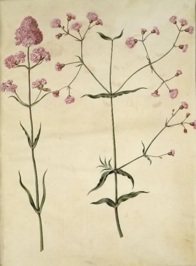 Silene viscaria (hřebíček obecný); Silene (korková koruna) od Hans Simon Holtzbecker
