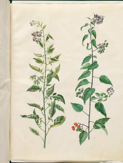 Solanum dulcamara (hořkosladký nočník) od Hans Simon Holtzbecker