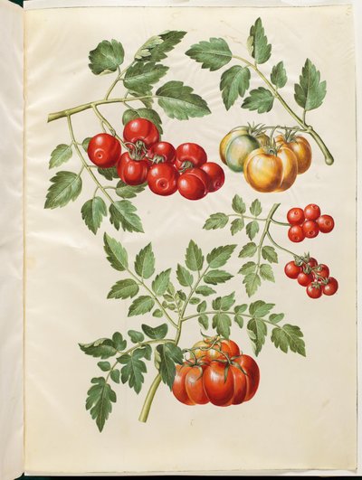 Solanum lycopersicum L. (rajče almindelig) od Hans Simon Holtzbecker