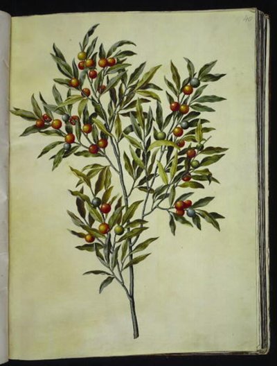 Solanum pseudocapsicum (jeruzalémský korálový strom) od Hans Simon Holtzbecker
