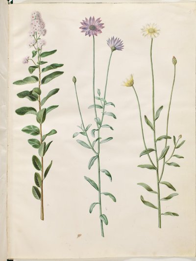 Spiraea salicifolia (pilebladet spiræa); Catananche caerulea (blå rasleblomst)   1272694   cs       czech Successfully Translated  Original: Zurumati Indians Translat: Zurumati Indians 1224943 cs czech Successfully Translated Original: Portrait of a Man Tr od Hans Simon Holtzbecker