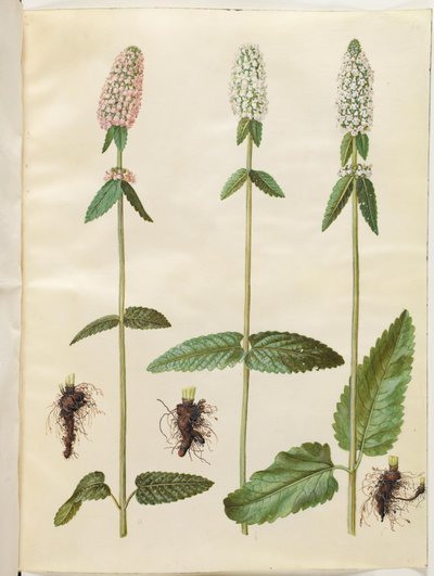 Stachys officinalis (betony lékařská) od Hans Simon Holtzbecker
