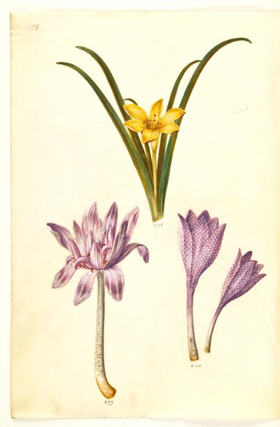Sternbergia lutea (almindelig sternbergia); Colchicum autumnale (høst-tidløs); Colchicum pestrá (plettet tidløs) od Hans Simon Holtzbecker