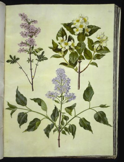 Syringa ×persica (šťovík perský); Philadelphus coronarius (voňavé potrubní dřevo); Syringa vulgaris (šťovík obecný) od Hans Simon Holtzbecker