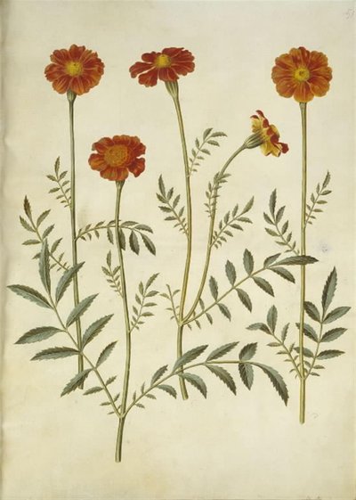 Tagetes patula (sametový květ) od Hans Simon Holtzbecker