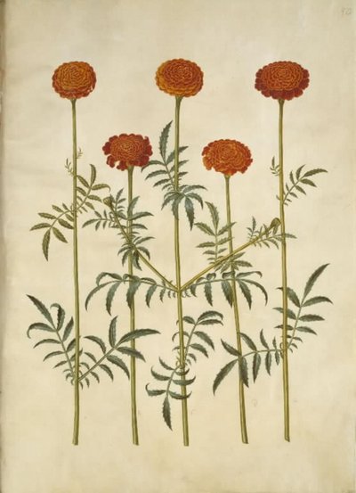 Tagetes patula (sametový květ) od Hans Simon Holtzbecker