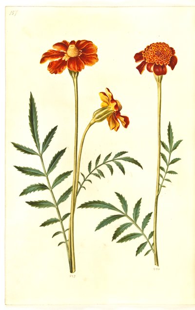 Tagetes patula (sametový květ) od Hans Simon Holtzbecker