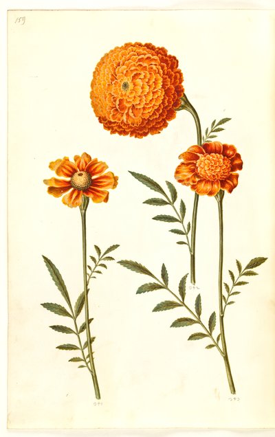 Tagetes patula (sametový květ) od Hans Simon Holtzbecker