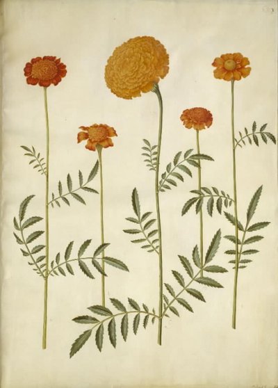 Tagetes patula (sametový květ); Tagetes erecta (sametový květ vzpřímený) od Hans Simon Holtzbecker