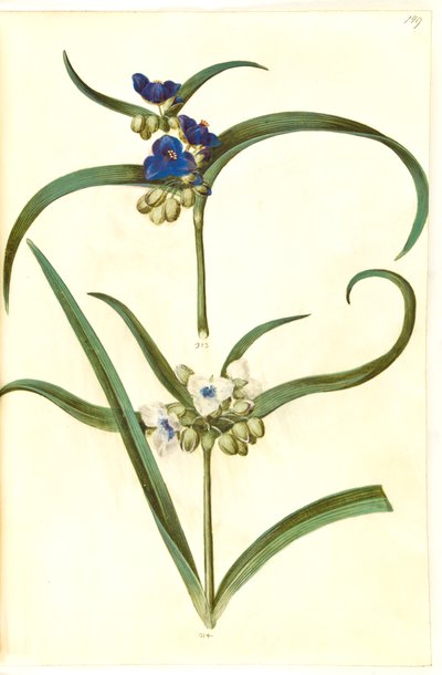 Tradescantia virginiana eller Tradescantia ohiensis (?) (blomsterjøde) od Hans Simon Holtzbecker