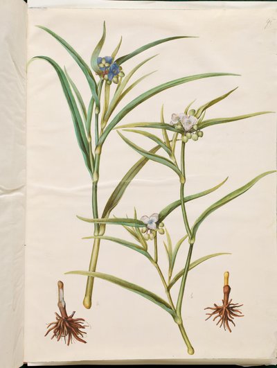 Tradescantia virginiana nebo Tradescantia ohiensis (květina nebo květina z Ohio) od Hans Simon Holtzbecker