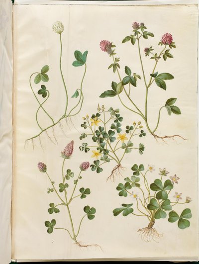 Trifolium repens (jetel bílý); Trifolium pratense (jetel červený); Oxalis corniculata (jetel kyselý); Trifolium incarnatum (jetel krvavý); Oxalis acetosella (šťovík) od Hans Simon Holtzbecker