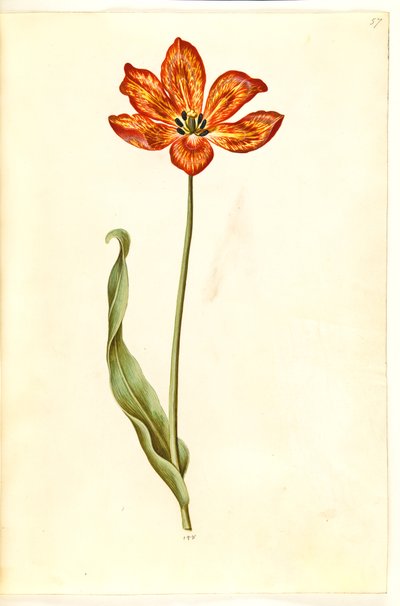 Tulipa gesneriana (tulipán) od Hans Simon Holtzbecker