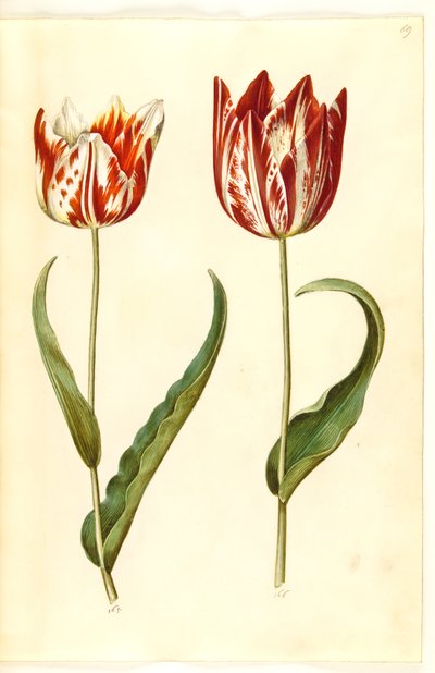 Tulipa gesneriana (tulipán) od Hans Simon Holtzbecker