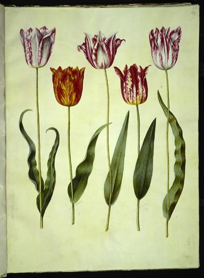 Tulipa gesneriana (tulipán) od Hans Simon Holtzbecker