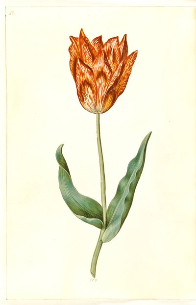 Tulipa gesneriana (tulipán) od Hans Simon Holtzbecker
