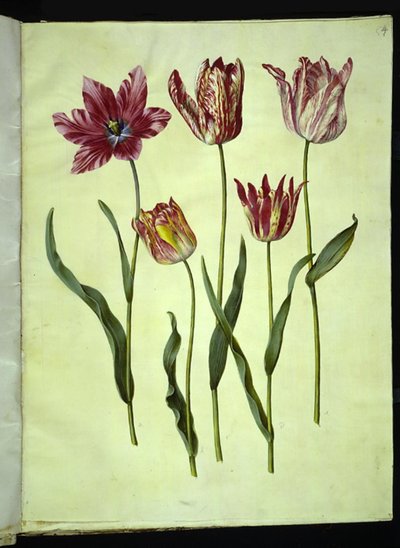 Tulipa gesneriana (tulipán) od Hans Simon Holtzbecker