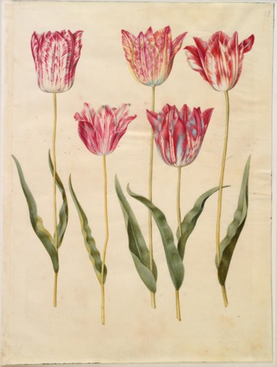 Tulipa gesneriana (tulipán) od Hans Simon Holtzbecker