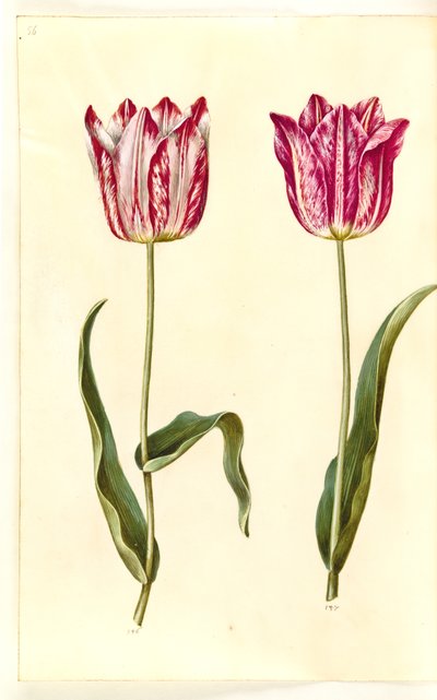 Tulipa gesneriana (tulipán) od Hans Simon Holtzbecker