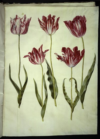 Tulipa gesneriana (tulipán) od Hans Simon Holtzbecker