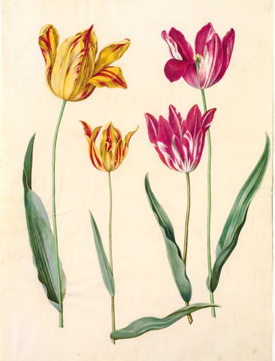 Tulipa gesneriana (tulipán) od Hans Simon Holtzbecker