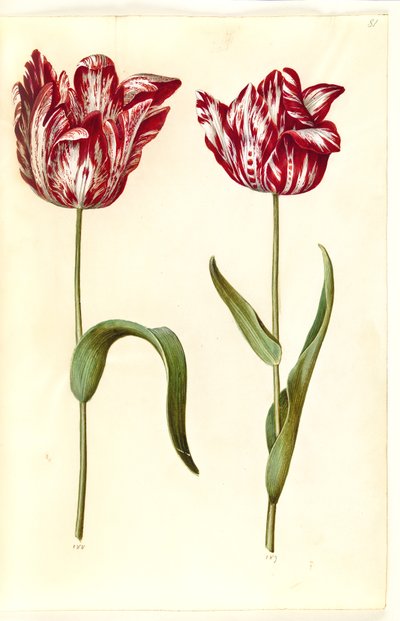Tulipa gesneriana (tulipán) od Hans Simon Holtzbecker