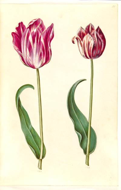 Tulipa gesneriana (tulipán) od Hans Simon Holtzbecker