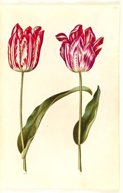 Tulipa gesneriana (tulipán) od Hans Simon Holtzbecker