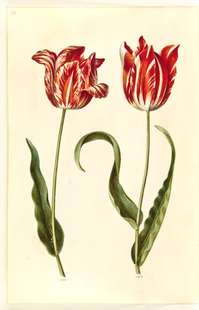 Tulipa gesneriana (tulipán) od Hans Simon Holtzbecker