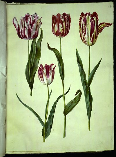 Tulipa gesneriana (tulipán) od Hans Simon Holtzbecker