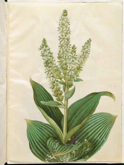 Veratrum album (bílý skládací list) od Hans Simon Holtzbecker