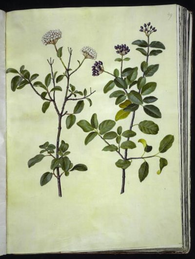 Viburnum tinus (zimní sněhová koule) od Hans Simon Holtzbecker
