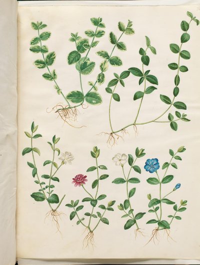 Vinca minor (malý evergreen) od Hans Simon Holtzbecker