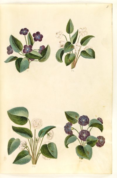 Viola odorata (marts-viol) od Hans Simon Holtzbecker