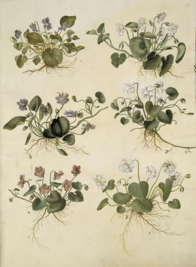 Viola odorata (marts-viol) od Hans Simon Holtzbecker