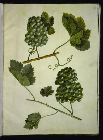 Vitis vinifera (obyčejné víno) od Hans Simon Holtzbecker