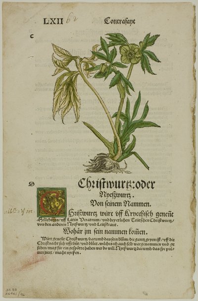 Christwurz (Hellebore) z Herbáře (Kräuterbuch), deska 96 z Dřevoryty z knih XVI. století od Hans Weiditz, II