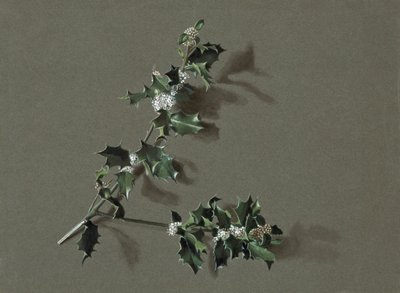 Ilex aquifolium L. Cesmína obecná, c1870-1920. od Harold Drinkwater