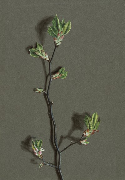 Ulmus glabra Huds Wych Elm, c1870-1920. od Harold Drinkwater